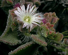 Image of common iceplant