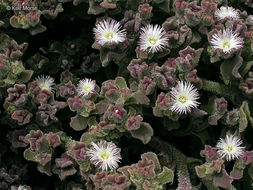 Image of common iceplant