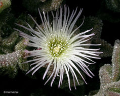 Слика од Mesembryanthemum crystallinum L.