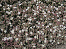 Image of common iceplant