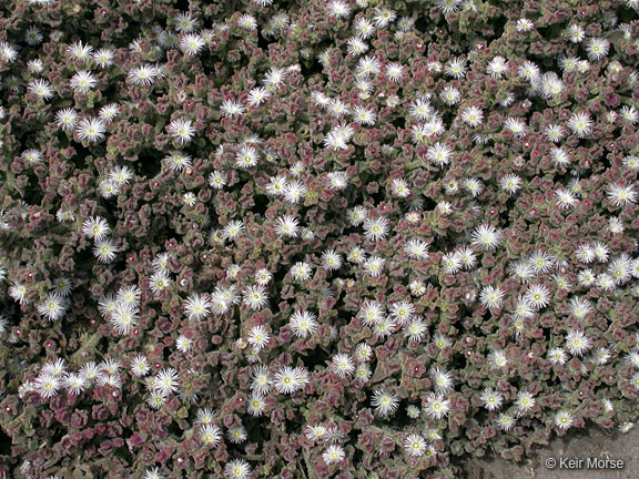 Image of common iceplant