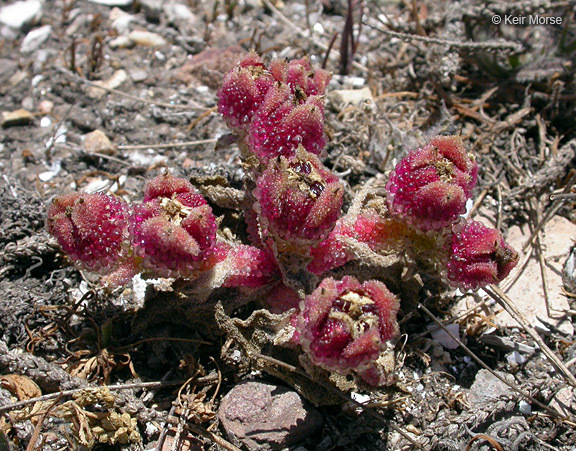 Image of common iceplant