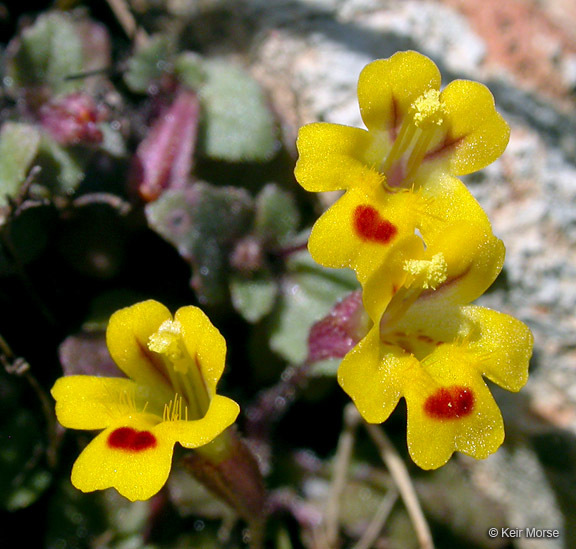 Image of <i>Mimulus alsinoides</i>