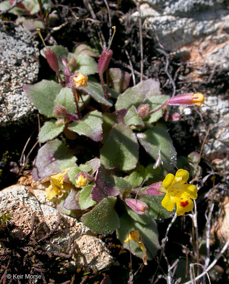 Image of <i>Mimulus alsinoides</i>