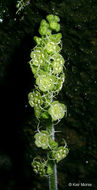 Image of coastal miterwort