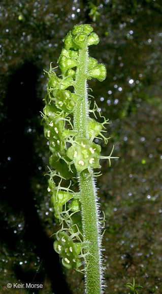 Image of coastal miterwort