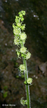 Image of coastal miterwort