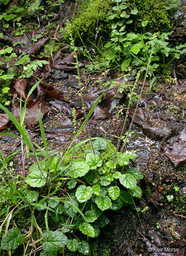 Image of coastal miterwort