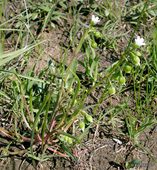 Image of narrowleaf minerslettuce