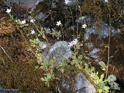 Image de Montia parvifolia (Moc. ex DC.) Greene