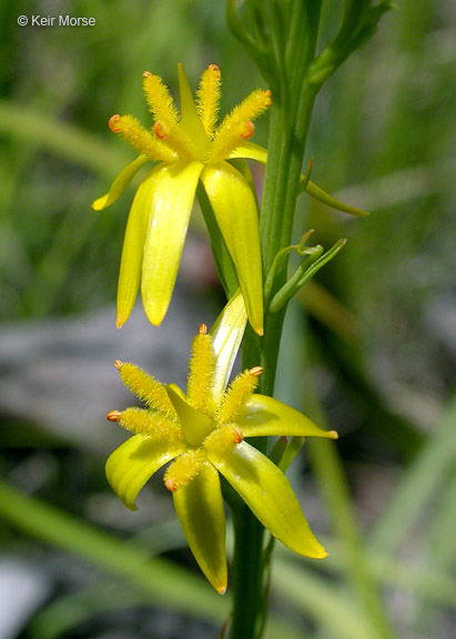 Image of California bog asphodel