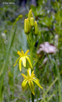 Image of California bog asphodel