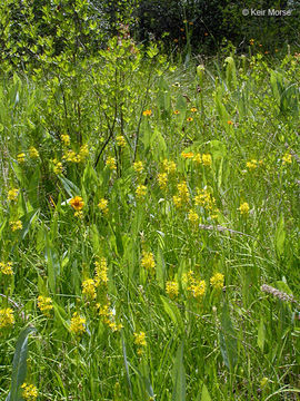 Image of California bog asphodel