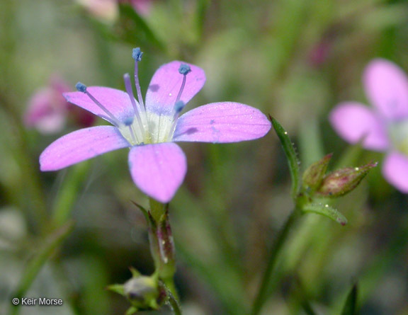 Image of Bridges' gilia