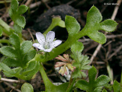 Imagem de Nemophila pedunculata Dougl. ex Benth.