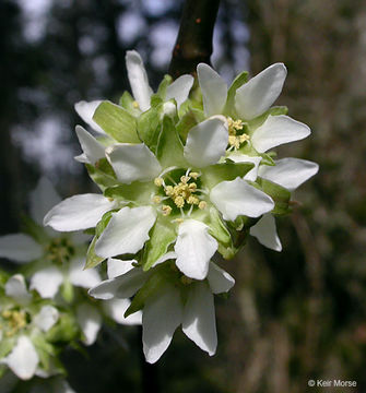 Oemleria cerasiformis (W. L Hooker & Arnott) Landon的圖片