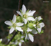 Image de Oemleria cerasiformis (W. L Hooker & Arnott) Landon