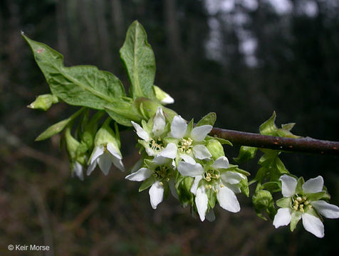 Imagem de Oemleria cerasiformis (W. L Hooker & Arnott) Landon