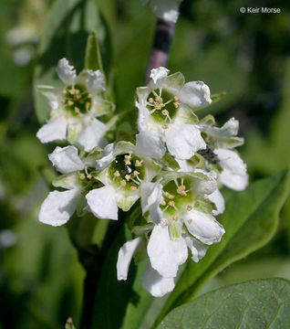 Imagem de Oemleria cerasiformis (W. L Hooker & Arnott) Landon