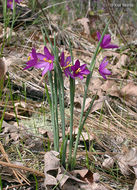 Image of inflated grasswidow