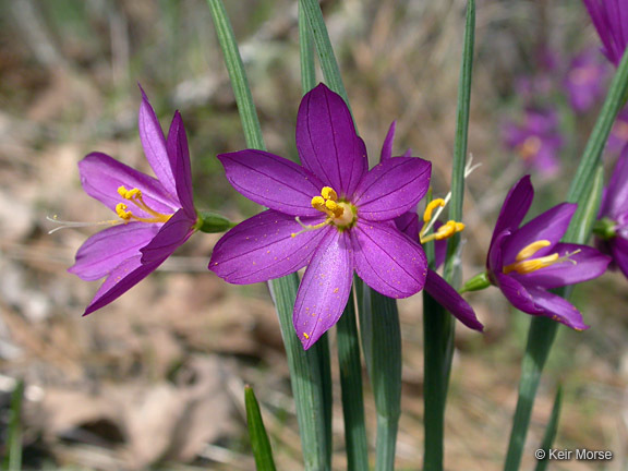 Image of inflated grasswidow