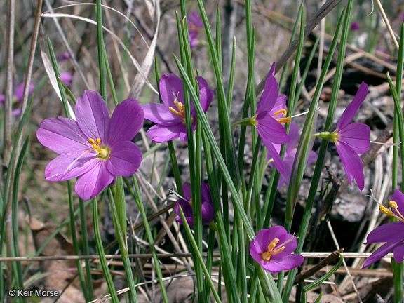 Image of inflated grasswidow