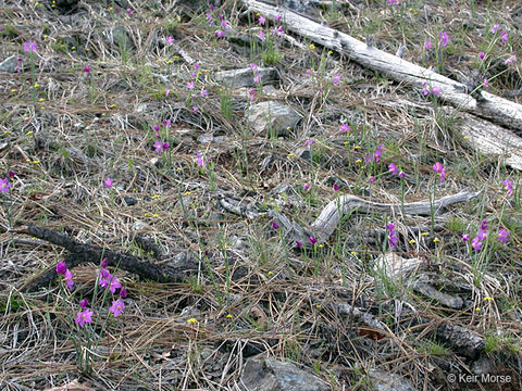 Image de Olsynium douglasii var. inflatum (Suksd.) Cholewa & Douglass M. Hend.