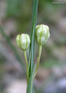 Image of inflated grasswidow