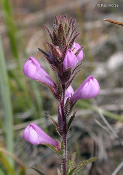 Image of rosy owl's-clover