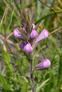 Image of rosy owl's-clover