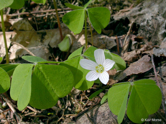 Image of redwood-sorrel