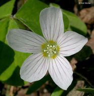 Image of redwood-sorrel