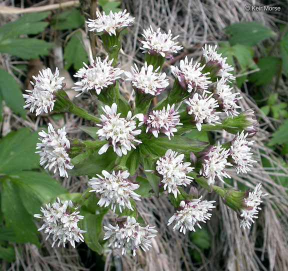 Plancia ëd Petasites frigidus var. palmatus (Ait.) Cronq.