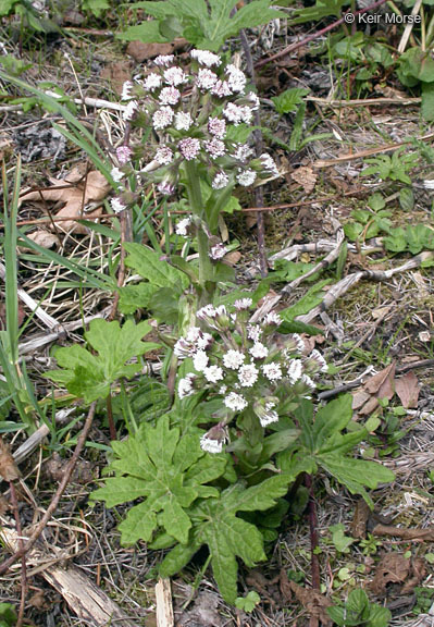 Plancia ëd Petasites frigidus var. palmatus (Ait.) Cronq.