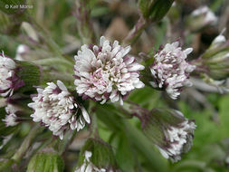 Plancia ëd Petasites frigidus var. palmatus (Ait.) Cronq.