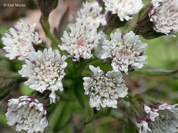 Plancia ëd Petasites frigidus var. palmatus (Ait.) Cronq.