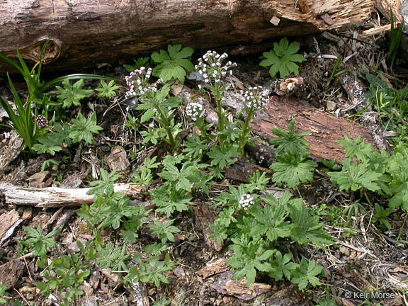 Plancia ëd Petasites frigidus var. palmatus (Ait.) Cronq.