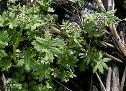 Plancia ëd Petasites frigidus var. palmatus (Ait.) Cronq.