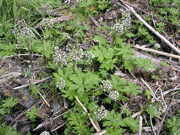 Plancia ëd Petasites frigidus var. palmatus (Ait.) Cronq.