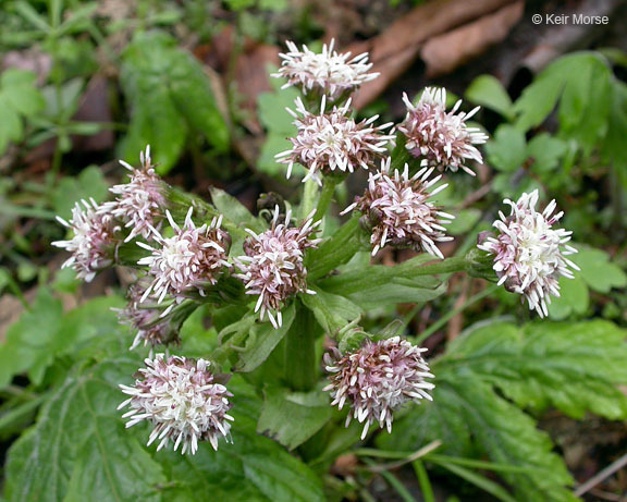 Plancia ëd Petasites frigidus var. palmatus (Ait.) Cronq.