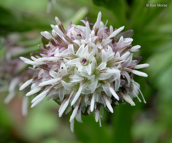 Plancia ëd Petasites frigidus var. palmatus (Ait.) Cronq.