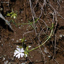 Phlox speciosa subsp. occidentalis (Dur. ex Torr.) Wherry的圖片