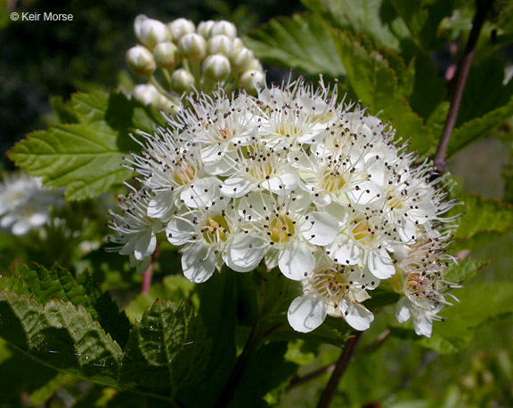 Слика од Physocarpus capitatus (Pursh) Kuntze