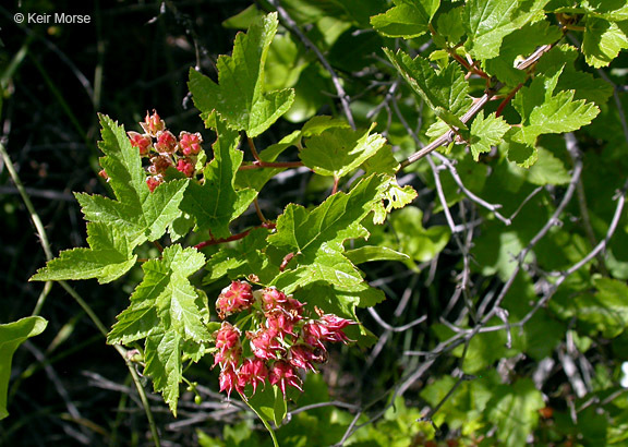 Слика од Physocarpus capitatus (Pursh) Kuntze