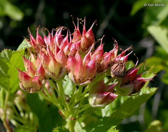 Слика од Physocarpus capitatus (Pursh) Kuntze