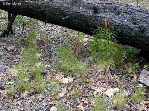 Imagem de Pinus attenuata Lemmon