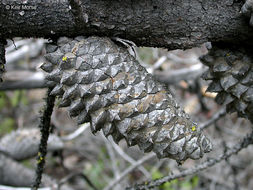 Pinus attenuata Lemmon的圖片