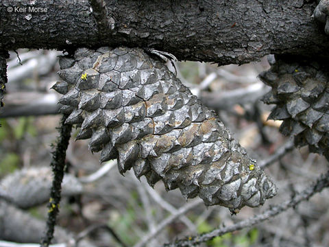 Imagem de Pinus attenuata Lemmon