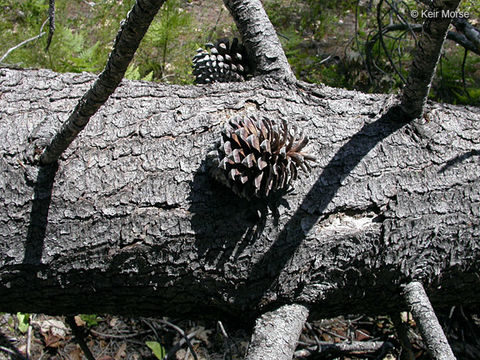 Imagem de Pinus attenuata Lemmon