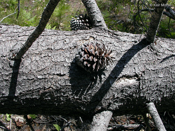 Pinus attenuata Lemmon的圖片